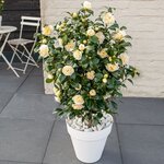 Camellia williamsii Jury&#039;s Yellow potted