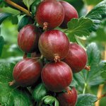 Ribes uva-crispa Hinnonmaki R&ouml;d- pot 2 ltr