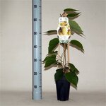 Actinidia chinensis Hayward - pot 2 ltr