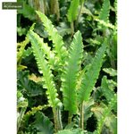 Asplenium scolopendrium Angustifolia - pot 5 ltr