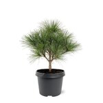 Pinus strobus Tiny Kurls
