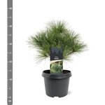 Pinus strobus Tiny Kurls