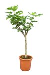 Ficus carica Brown Turkey - tronc 50-70 cm - circumf&eacute;rence 15-25 cm - hauteur totale 180+ cm - pot &Oslash; 45 cm [palette]