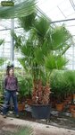 Washingtonia robusta multitrunk - hauteur totale 140+ cm - pot &Oslash; 35 cm
