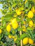 Citrus limon - hauteur totale 150-170 cm - pot &Oslash; 35 cm