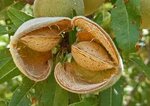 Prunus dulcis - pot &Oslash; 60 cm [palette]