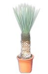 Yucca rigida - tronc 80-90 cm [palette]