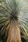 Yucca rostrata - tronc 10-20 cm - hauteur totale 80-100 cm - pot 25 ltr