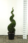 Thuja occidentalis Smaragd Spirale - Hauteur Spirale 150-170 cm - pot 20 ltr [palette]