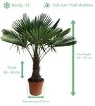 Trachycarpus fortunei - tronc 40-50 cm - hauteur totale 150-170 cm - pot &Oslash; 36 cm