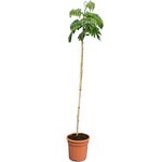 Albizia julibrissin Rosea - hauteur totale 160+ cm - pot &Oslash; 26 cm