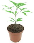 Quercus glauca - hauteur totale 40-50 cm - pot &Oslash; 19 cm