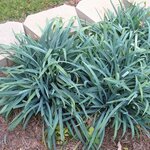 Carex laxiculmis Bunny Blue - hauteur totale 40-50 cm - pot 2 ltr