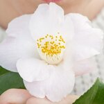 Camellia Winter Perfume Pearl