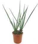 Yucca baccata multitrunk - tronc 10-20 cm - hauteur totale 100-120 cm - pot &Oslash; 33 cm