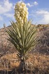 Yucca baccata multitrunk - tronc 10-20 cm - hauteur totale 100-120 cm - pot &Oslash; 33 cm