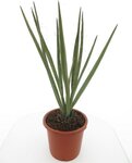 Yucca baccata - tronc 10-20 cm - hauteur totale 80-100 cm - pot &Oslash; 33 cm