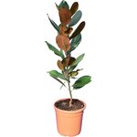 Magnolia grandiflora Gallisoniensis - pot &Oslash; 26 cm