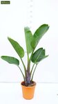 Strelitzia nicolai - hauteur totale - pot &Oslash; 36 cm - 2 plantes par pot [palette]