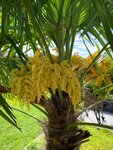 Trachycarpus fortunei - tronc 30-40 cm - hauteur totale 120-140 cm - pot &Oslash; 31 cm + 10 ltr terreau pour palmiers