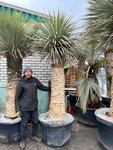 Yucca rostrata - tronc epais - circonf&eacute;rence 100-110 cm - tronc 150-170 cm - hauteur totale 280+ cm [palette]
