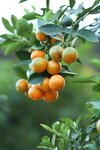 Citrus kumquat - pot &Oslash; 24 cm