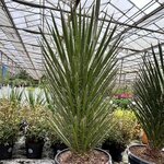 Yucca filifera - Tronc 60-80 cm [palette]