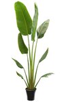 Ravenala madagascariensis - feuille coup&eacute;e en tranches - pot &Oslash; 28 cm