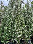 Trachelospermum jasminoides - pot &Oslash; 45 cm [palette]