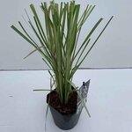 Cortaderia selloana - hauteur totale 40-50 cm - pot 2 ltr