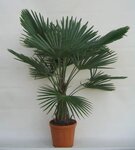 Trachycarpus fortunei - tronc 25-30 cm - hauteur totale 120-140 cm - pot &Oslash; 31 cm