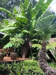 Musa basjoo + Trachycarpus