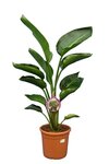 Strelitzia nicolai - totale hoogte 100-120 cm - pot &Oslash; 24 cm - 2 planten per pot