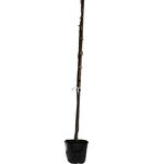 Jacaranda mimosifolia - pot &Oslash; 32 cm [palette]