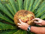 Cycas revoluta - tronc 40-60 cm [palette]