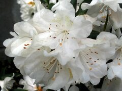Rhododendron Cunningham's White - hauteur totale 50-60 - pot 5 ltr