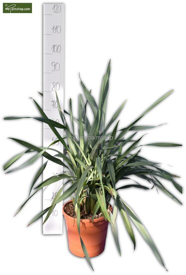 Dianella tasmanica Prosser - hauteur totale 70-90 cm - pot &Oslash; 22 cm