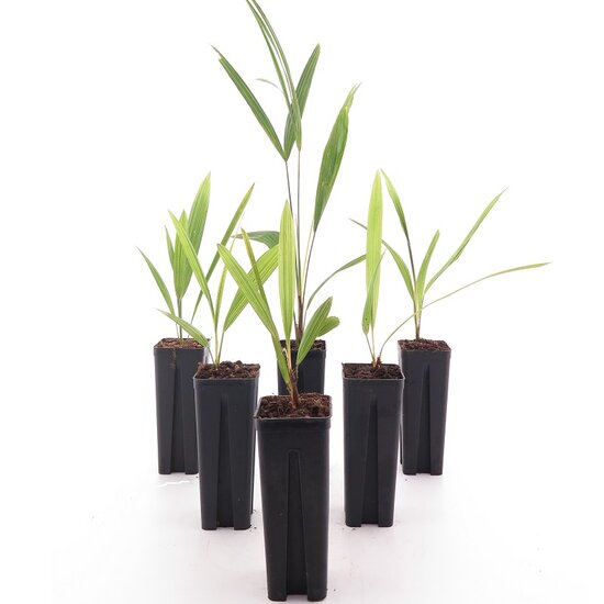 Set de palmiers hybrides - set of 6