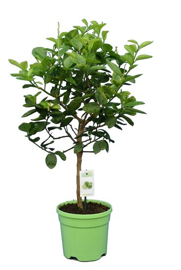 Citrus latifolia - tronc 30-40 cm - hauteur totale 70-100 cm - pot 22 cm