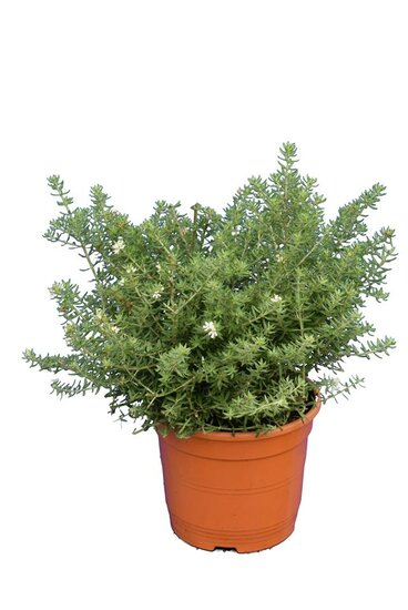 Westringia fruticosa - hauteur totale 40-50 cm - pot &Oslash; 22 cm
