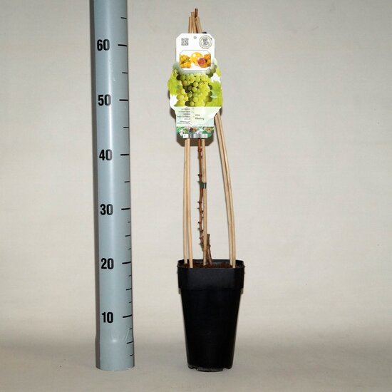 7859 -  Vitis riesling - totale hoogte 60-80 cm - 2 ltr pot meetlat
