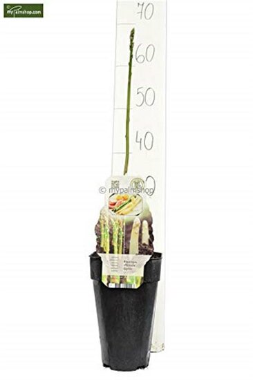 Asparagus officinalis gijnlim - hauteur totale 55-65 cm - pot 2 ltr