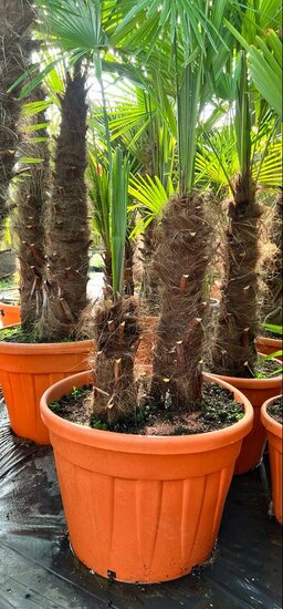 Trachycarpus fortunei doubletroncs - tronc A 70-100 cm - tronc B 20-50 cm [palette]