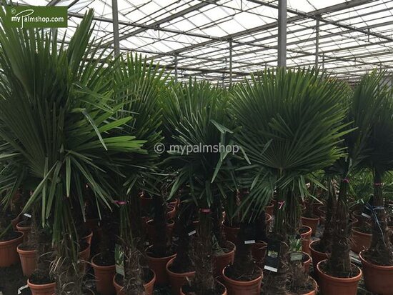 Trachycarpus fortunei - tronc 100-120 cm - hauteur totale 200-250 cm - pot &Oslash; 50 cm [palette]