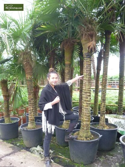 Trachycarpus fortunei - tronc 100-120 cm - hauteur totale 200-250 cm - pot &Oslash; 50 cm [palette]