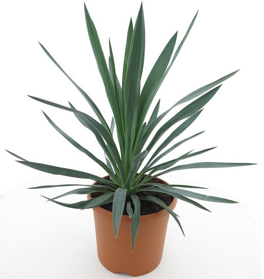 Yucca gloriosa - hauteur totale 60-80 cm - pot &Oslash; 26 cm