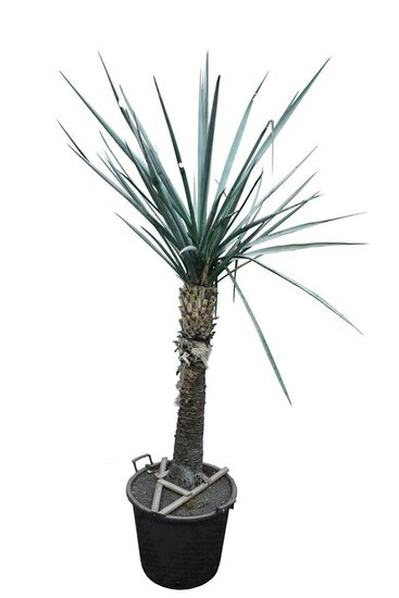 Yucca torreyi tronc 90-100 cm [palette]