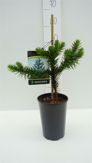 Araucaria araucana - hauteur totale 35-45 cm - pot 3 ltr