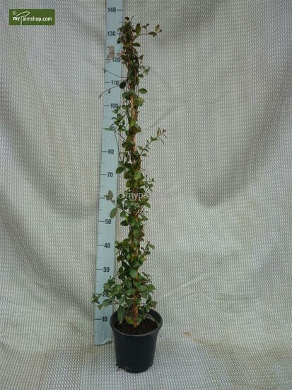 Trachelospermum jasminoides - pot 3 ltr