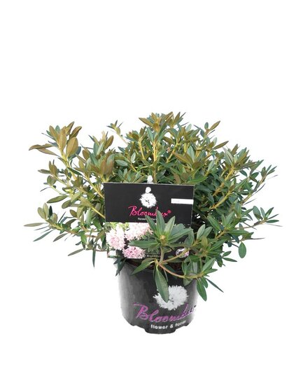 Bloombux pink - Rhododendron micranthum Inkarho - hauteur totale 20-30 cm - pot 0,5 ltr